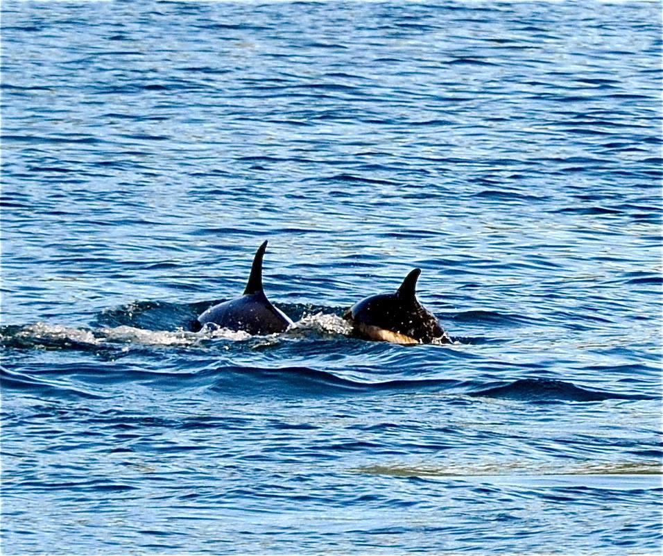 Toftenes Sjohuscamping Alsvåg Εξωτερικό φωτογραφία